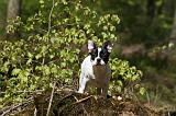 BOULEDOGUE FRANCAIS 1054
